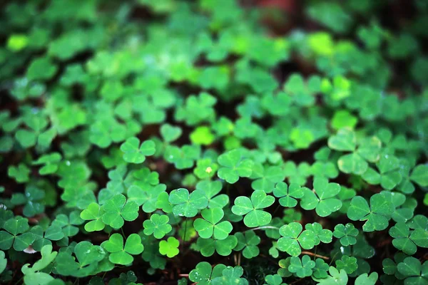 Bakgrund från växt klöver fyra blad. Irländsk traditionell symbol — Stockfoto