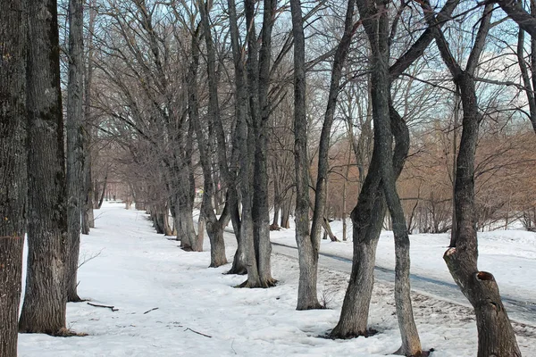 Erimiş kar manzarası ağacı