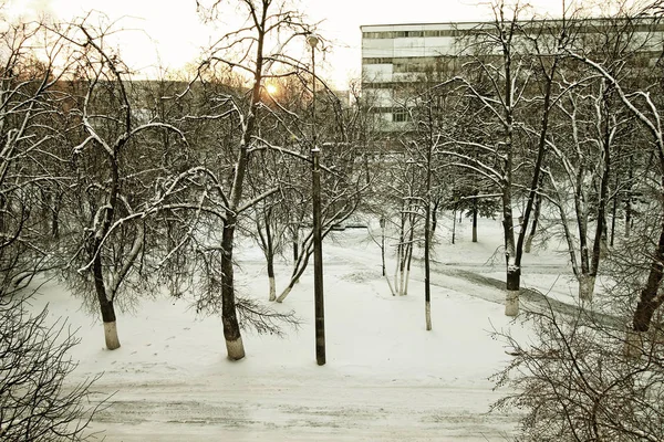 Місто зимова алея дерево — стокове фото