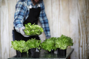 sakallı adam marul ilgilenir tencerelerde evde büyüyor
