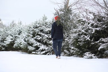 Sokakta kesilmiş bir Noel ağacı olan bir adam. N için Hazırlık
