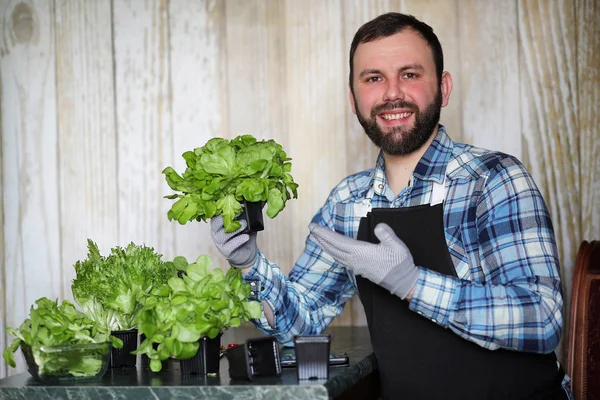 Pria berjanggut mengurus selada tumbuh dalam pot di rumah — Stok Foto