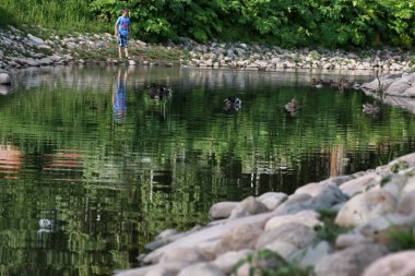 ördek kuş gölet üzerinde