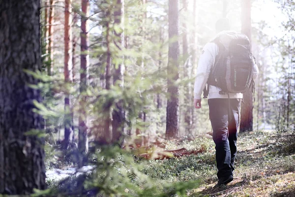 男は、バックパックと松の森の観光です。A tr をハイキング — ストック写真
