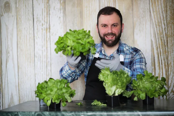 bearded man takes care of the lettuce is grown in pots at home
