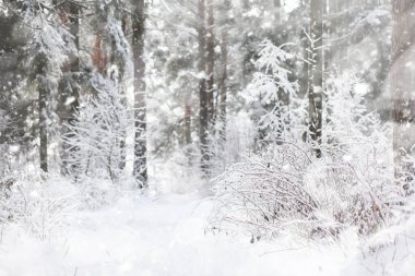 Kış manzarası. Karların altındaki orman. Parkta kış.