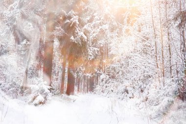 Kış manzarası. Karların altındaki orman. Parkta kış.