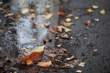 parkta sonbahar yağmur