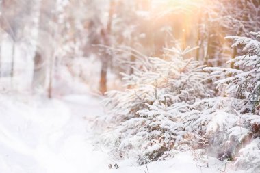 Kış manzarası. Karların altındaki orman. Parkta kış.