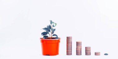 Saksılı bitki ve sikke yığını