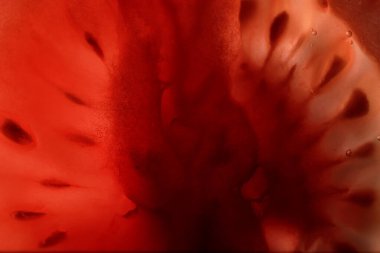 Kırmızı domates tohumları doku ile ikiye böldüm