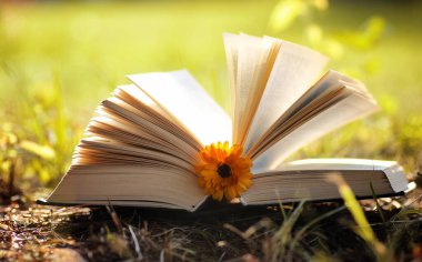 Sarı sonbahar açık kitap 