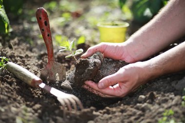 Eller yere iniş için küçük Fideler
