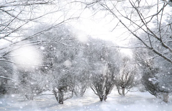 Parque de Inverno. Paisagem em tempo nevado. Janeiro . — Fotografia de Stock