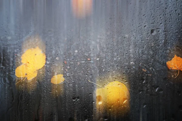 Background autumn rain in the park — Stock Photo, Image