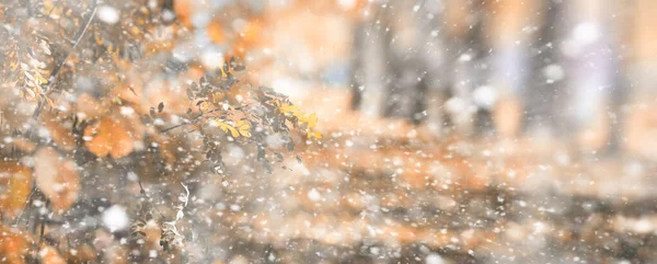 最初の雪の背景秋の公園 — ストック写真