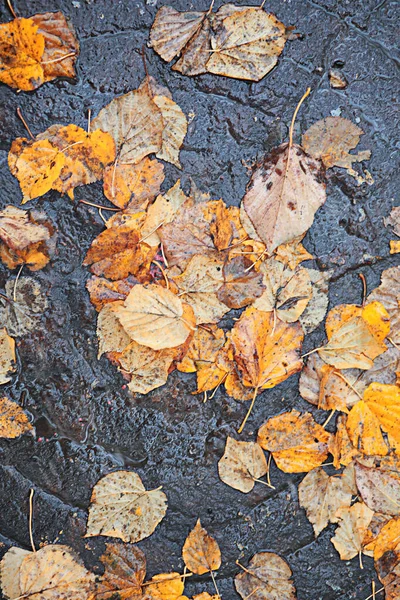Chuva de outono no parque — Fotografia de Stock