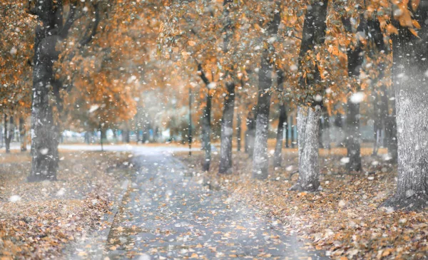 初雪中的秋天公园 — 图库照片