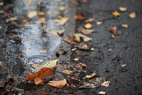 Herbstregen im Park — Stockfoto