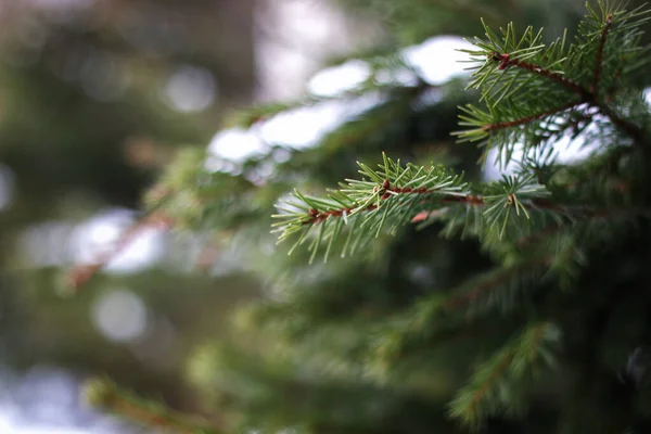 Tree branches in winter — Stock Photo, Image