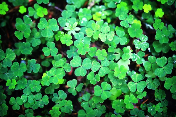 Achtergrond van plant Klavervier blad. Iers traditioneel symbool — Stockfoto
