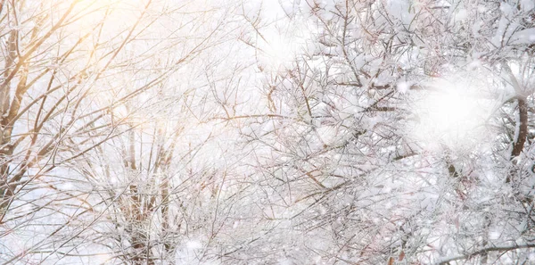 Vinterparken. Landskap i snöigt väder. Januari. — Stockfoto