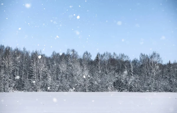 Magia sosnowego lasu w sezonie zimowym śniegu — Zdjęcie stockowe