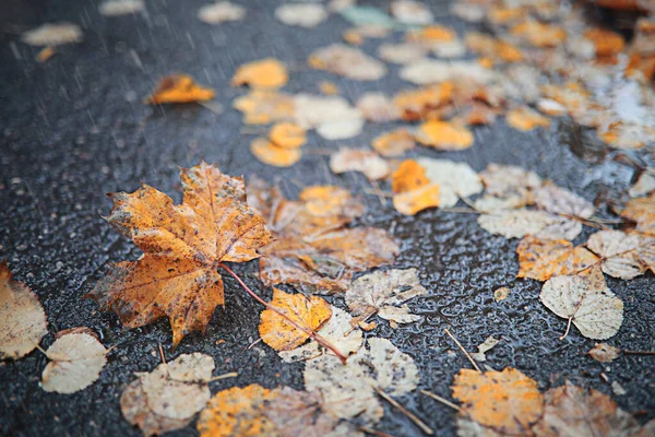 Lluvia de otoño en el parque —  Fotos de Stock