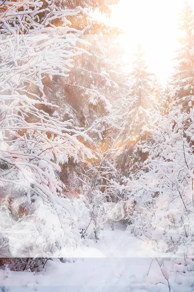 Winterlandschap. Bos onder de sneeuw. Winter in het park. — Stockfoto