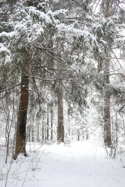 Paysage hivernal. Forêt sous la neige. L'hiver dans le parc . — Photo
