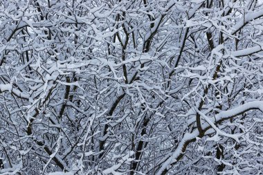Kış ormanı karla kaplı