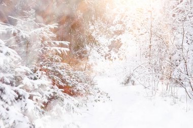 Kış manzarası. Karların altındaki orman. Parkta kış.