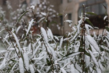 İlk kış kar dalları