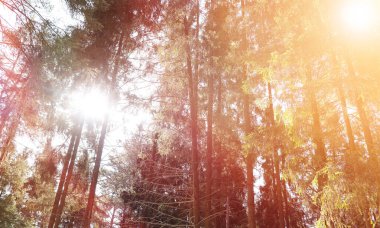 Yaprak dökmeyen ağaçlar gökyüzüne karşı üst kısımları