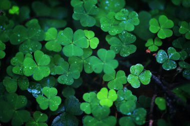 Bitki yonca dört yaprak arka plan. İrlanda geleneksel sembolü