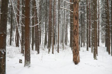 Kış manzarası. Karların altındaki orman. Parkta kış.