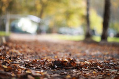 Parkta sonbahar arka plan