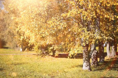 Parkta sonbahar arka plan