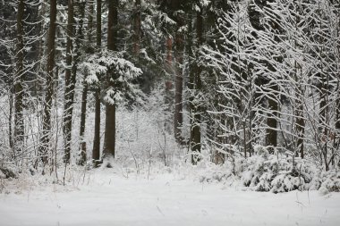 Kış manzarası. Karların altındaki orman. Parkta kış.