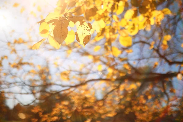 Autumn background in the park — Stock Photo, Image