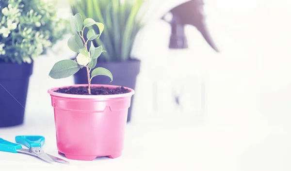 Planta en maceta en un trasplante y cuidado — Foto de Stock