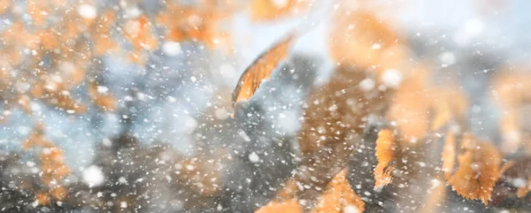 Bakgrunden hösten park i den första snön — Stockfoto