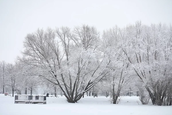 Winterlandschaft. Wald unter dem Schnee. Winter im Park. — Stockfoto