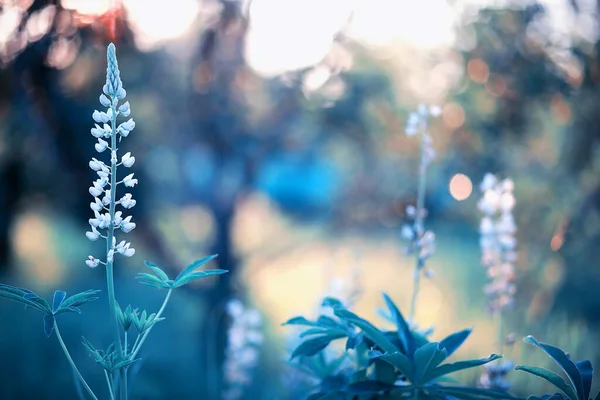 野生の花緑の草原の小さな花. — ストック写真