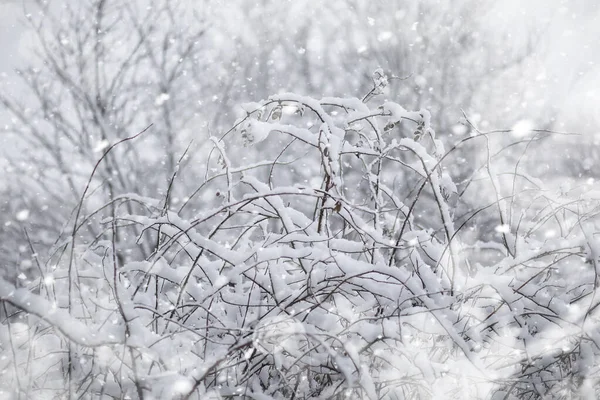 Winterlandschaft. Wald unter dem Schnee. Winter im Park. — Stockfoto