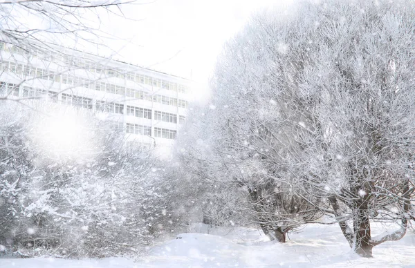 Park Zimowy. Krajobraz w śnieżnej pogodzie. Styczeń. — Zdjęcie stockowe