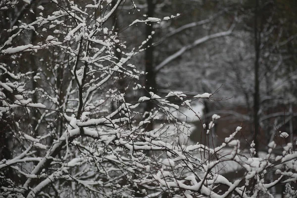 Parque de Inverno. Paisagem em tempo nevado. Janeiro . — Fotografia de Stock