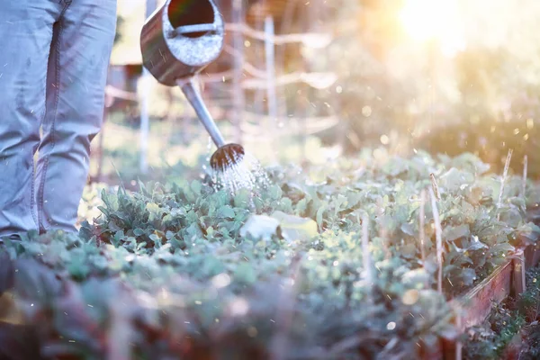 Mann Bauer gießt einen Gemüsegarten — Stockfoto