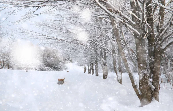 Winterpark. Landschaft bei verschneitem Wetter. Januar. — Stockfoto