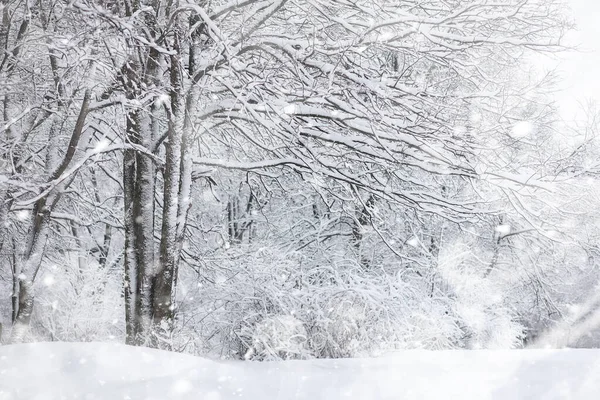 Winterlandschaft. Wald unter dem Schnee. Winter im Park. — Stockfoto